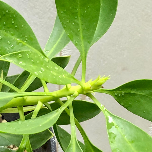 希少種 プロテア キングプロテア 'SPICY WHITE' スパイキーホワイト