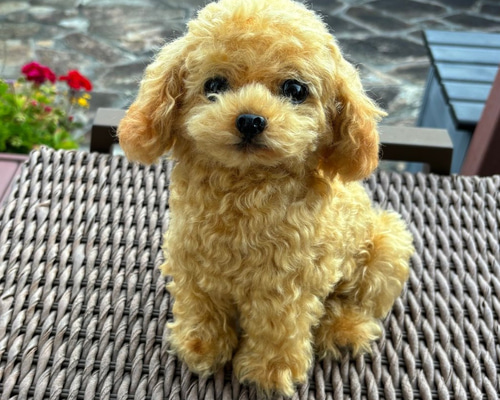 テディドッグ＊小】トイプードル ぬいぐるみ teddy-dog&bear