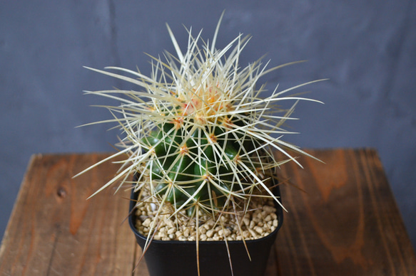 新産地金鯱 金鯱 サカテカス 実生 サボテン エキノカクタス 多肉