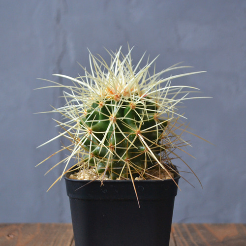 新産地金鯱 金鯱 サカテカス 実生 サボテン エキノカクタス 多肉植物