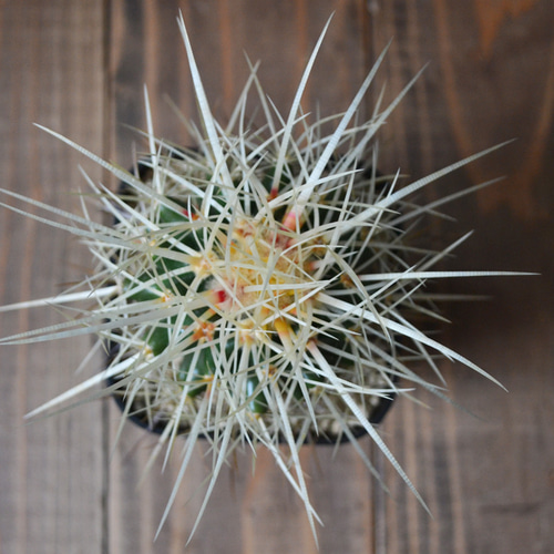 新産地金鯱 金鯱 サカテカス 実生 サボテン エキノカクタス 多肉