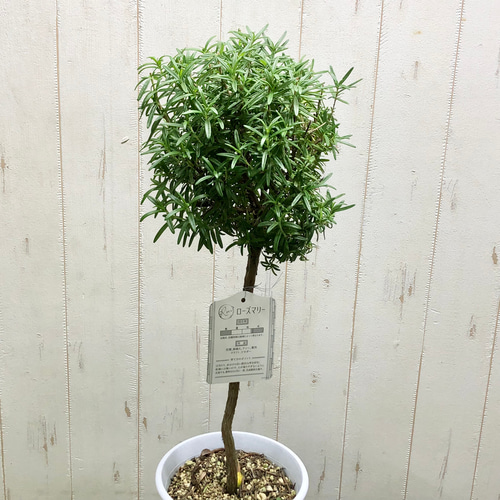 ローズマリー トピアリー その他インテリア雑貨 PLANTS SHOP OLIVE