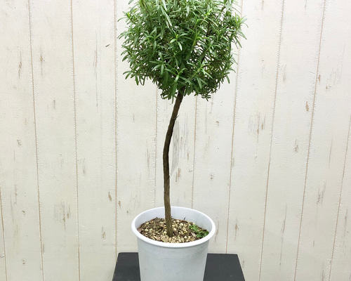 ローズマリー トピアリー その他インテリア雑貨 PLANTS SHOP OLIVE