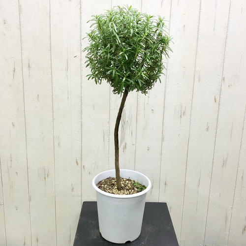 ローズマリー トピアリー その他インテリア雑貨 PLANTS SHOP OLIVE