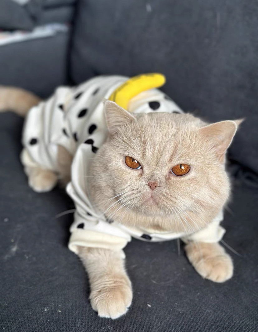 短毛シュシュ(白)わんちゃん猫ちゃん用 （術後のケアウェア ネコ