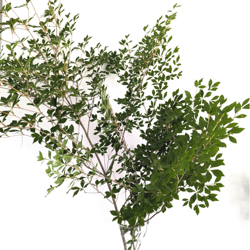 正真正銘。山採り天然ドウダンツツジ。 週末特価!山採り天然株を鉢植え