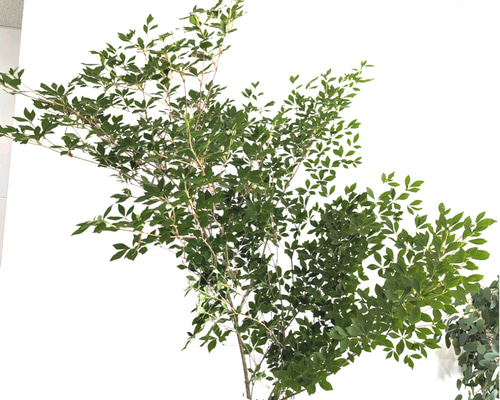 楽天市場】山採り【ドウダンツツジ】 自然樹形 株立ち 樹高H≒180 × 枝