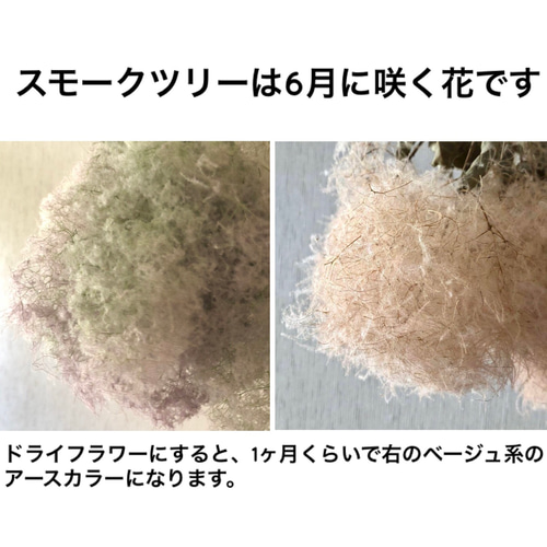 特価】スモークツリー リース 33cm 【17】＊ ふわふわ グリーン