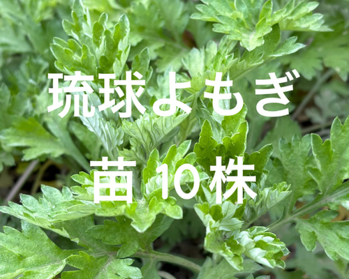ハーブ 沖縄 ハママーチ・琉球よもぎ・健康・野菜・薬味・山野草・植物