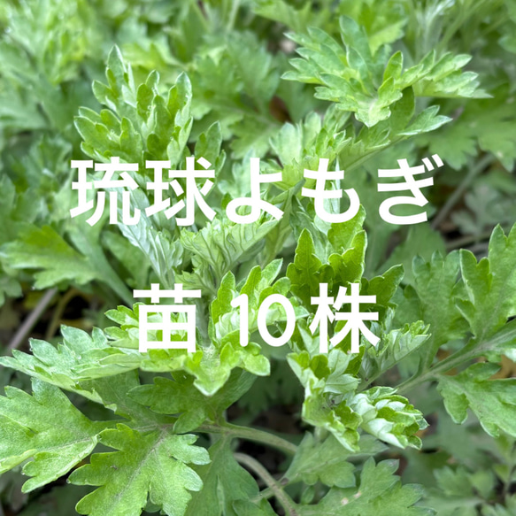ハーブ　沖縄　ハママーチ・琉球よもぎ・健康・野菜・薬味・山野草・植物 ハーブ 沖縄 ハママーチ・琉球よもぎ・健康・野菜・薬味・山野草・植物