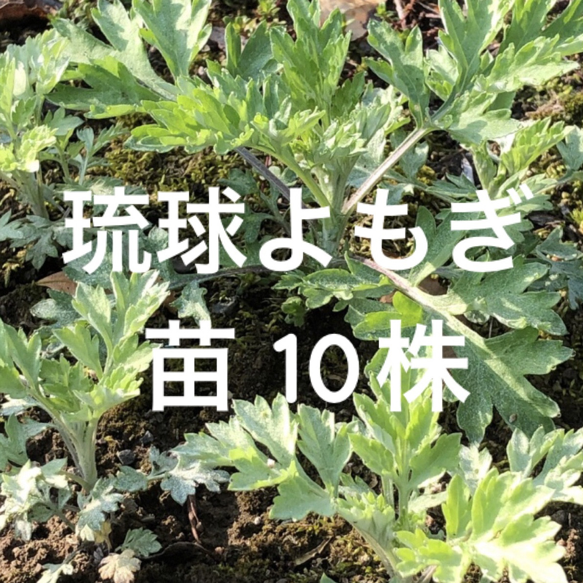 黒部産・天然野生・蕗・フキ・ふきのとう・丈夫な地下茎・苗 10株 C 