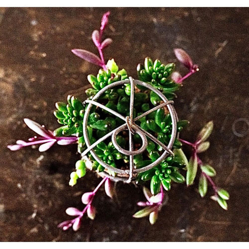 多肉植物の寄せ植え＊虹の玉＊グリーンネックレス 多肉植物 寄せ植え
