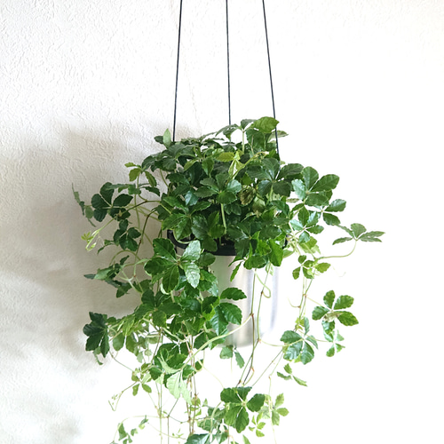 ○数量限定○新作・新色○ ”シュガーバイン ロング（約45