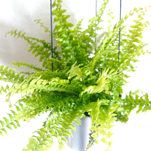 ○空気浄化植物○エコ・プラント ”シダ ネフロレピス・ツデー スチール