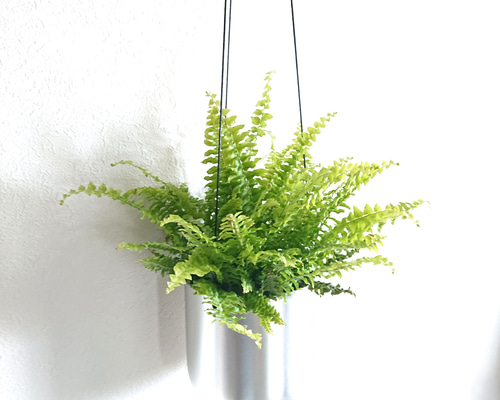 シダ植物 ハンギングプランター付き 564353f5bcd37602391830c52435d7