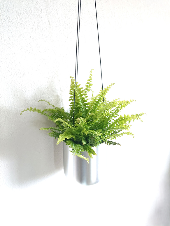 ○空気浄化植物○エコ・プラント ”シダ ネフロレピス・ツデー スチール