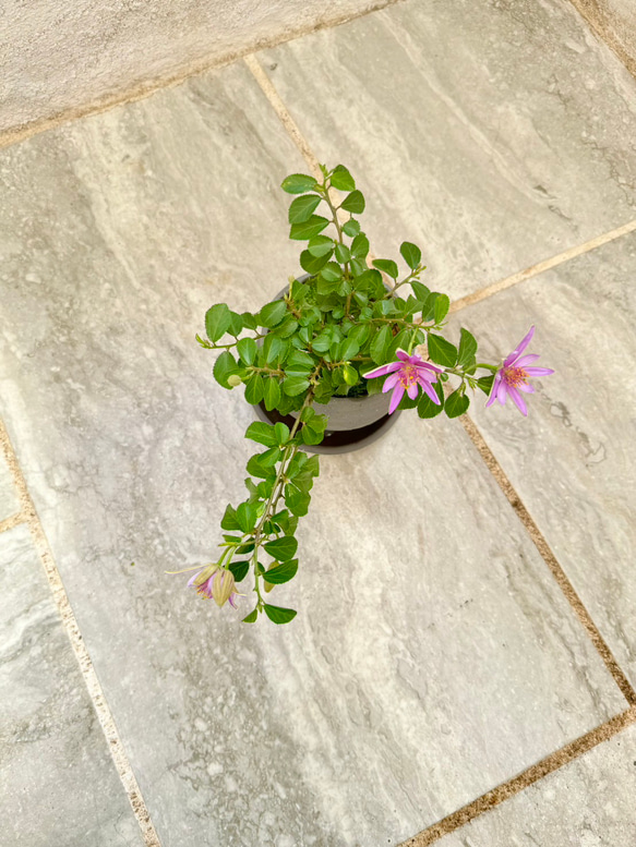 「睡蓮木～スイレンボク～」の盆栽 人気・おすすめ｜使いやすい・旅行におすすめ 品質保証 全国発送 日本国内発送・最短翌日お届け