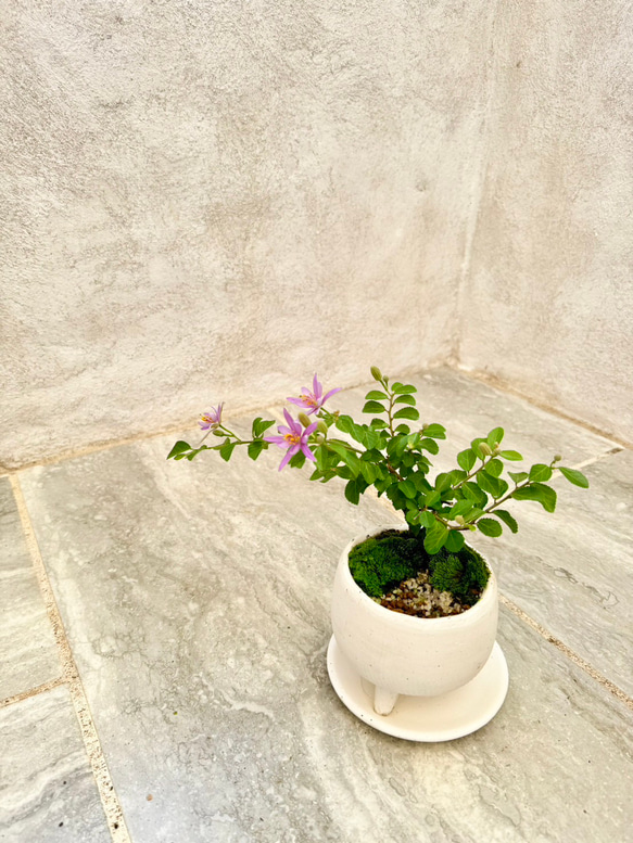 「睡蓮木～スイレンボク～」の盆栽 人気・おすすめ｜使いやすい・旅行におすすめ 品質保証 全国発送 日本国内発送・最短翌日お届け