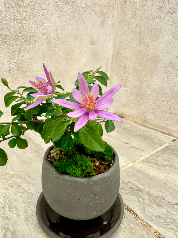 「睡蓮木～スイレンボク～」の盆栽 人気・おすすめ｜使いやすい・旅行におすすめ 品質保証 全国発送 日本国内発送・最短翌日お届け