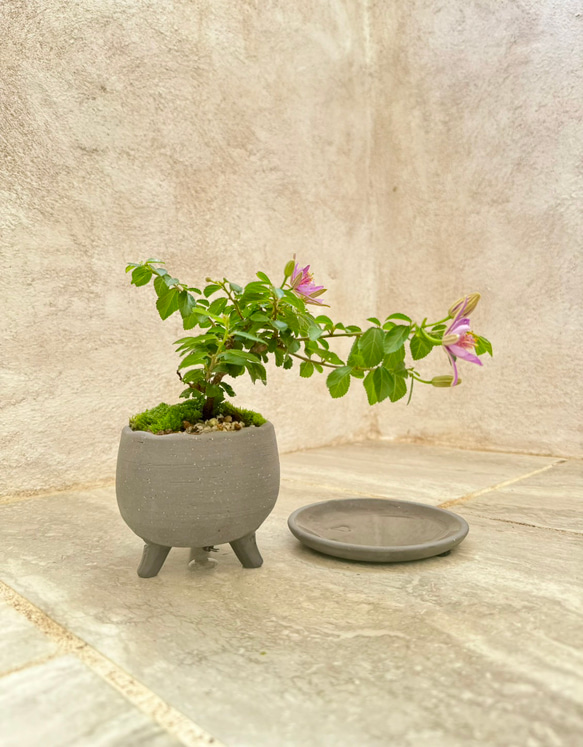 「睡蓮木～スイレンボク～」の盆栽 人気・おすすめ｜使いやすい・旅行におすすめ 品質保証 全国発送 日本国内発送・最短翌日お届け