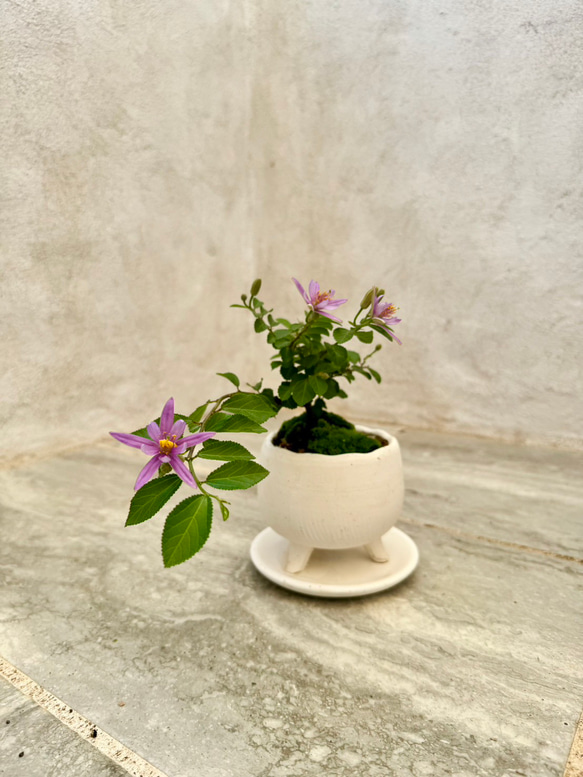 「睡蓮木～スイレンボク～」の盆栽 人気・おすすめ｜使いやすい・旅行におすすめ 品質保証 全国発送 日本国内発送・最短翌日お届け