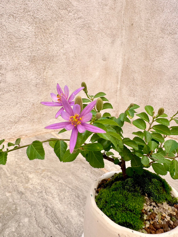 「睡蓮木～スイレンボク～」の盆栽 人気・おすすめ｜使いやすい・旅行におすすめ 品質保証 全国発送 日本国内発送・最短翌日お届け