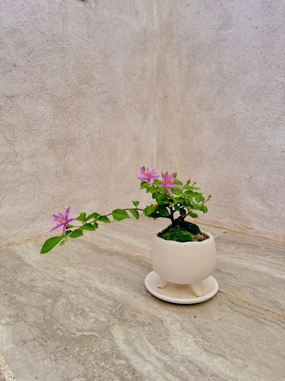 「睡蓮木～スイレンボク～」の盆栽 人気・おすすめ｜使いやすい・旅行におすすめ 品質保証 全国発送 日本国内発送・最短翌日お届け