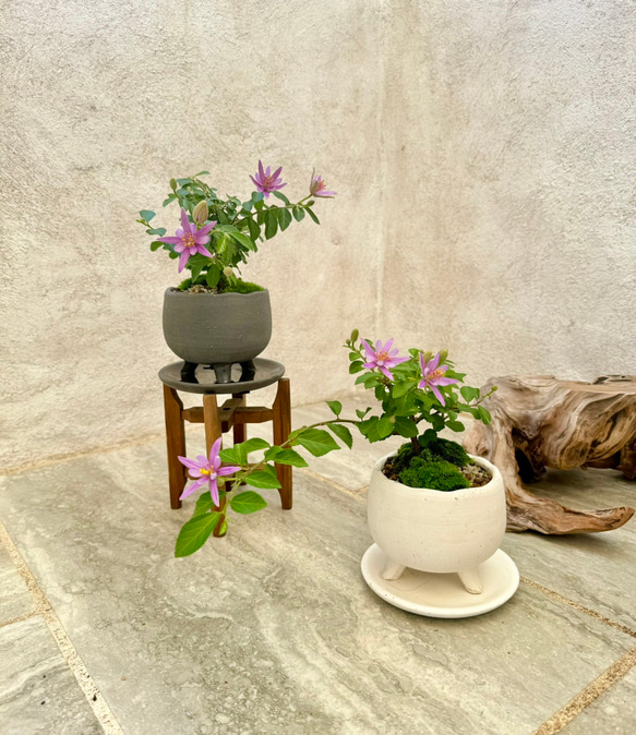 「睡蓮木～スイレンボク～」の盆栽 人気・おすすめ｜使いやすい・旅行におすすめ 品質保証 全国発送 日本国内発送・最短翌日お届け