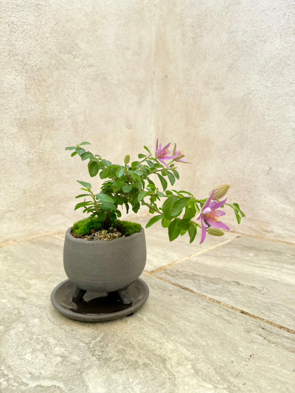 「睡蓮木～スイレンボク～」の盆栽 人気・おすすめ｜使いやすい・旅行におすすめ 品質保証 全国発送 日本国内発送・最短翌日お届け