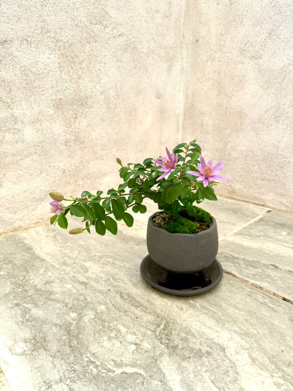 「睡蓮木～スイレンボク～」の盆栽 人気・おすすめ｜使いやすい・旅行におすすめ 品質保証 全国発送 日本国内発送・最短翌日お届け