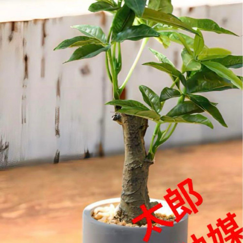 光触媒 人工観葉植物 ウォールグリーン フェイクグリーン