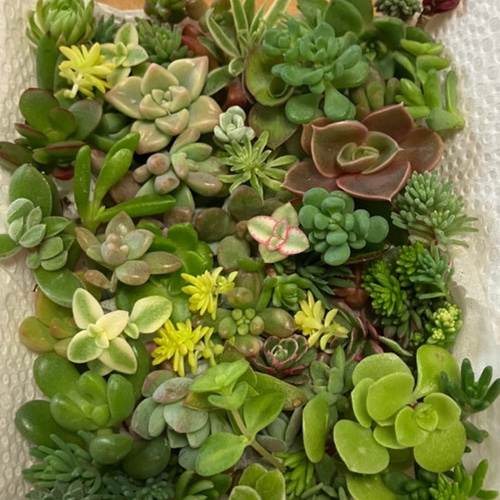 梨様 海 波 エアープランツ リメ缶 貝殻 貝 シェル 多肉 フルオーダー