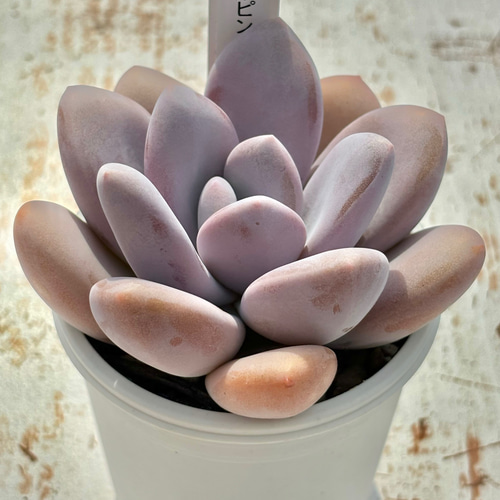 超レア品種！☆丸葉ピンクシフォン（国産）多肉植物 自家繁殖 多肉植物