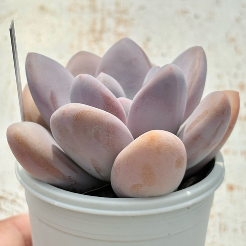 超レア品種！☆丸葉ピンクシフォン（国産）多肉植物 自家繁殖 多肉植物