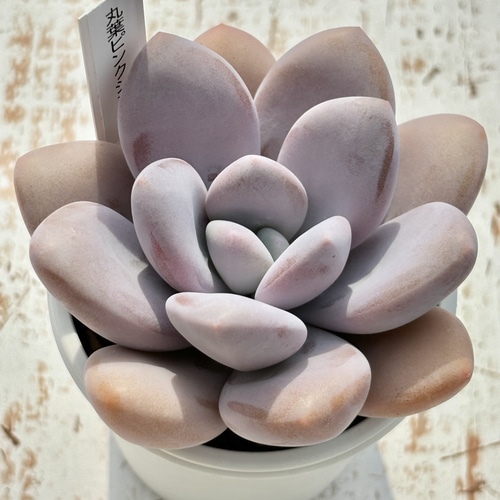 超レア品種！☆丸葉ピンクシフォン（国産）多肉植物 自家繁殖 多肉植物