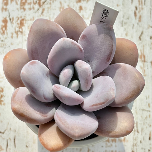 超レア品種！☆丸葉ピンクシフォン（国産）多肉植物 自家繁殖 多肉植物