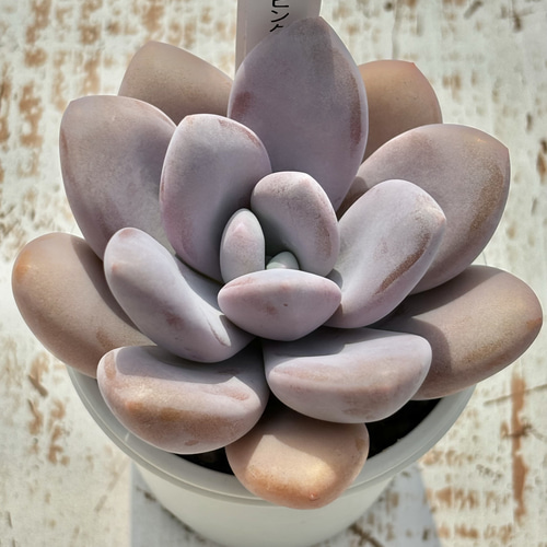 超レア品種！☆丸葉ピンクシフォン（国産）多肉植物 自家繁殖 多肉植物