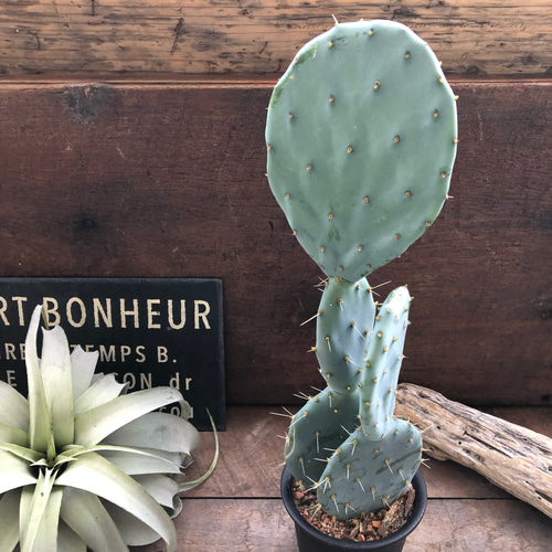 大丸盆♡オプンチア♡サボテン♡うちわサボテン♡ アートフラワー パリ
