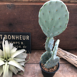 大丸盆♡オプンチア♡サボテン♡うちわサボテン♡ アートフラワー パリ