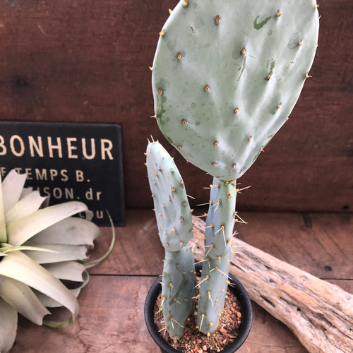 大丸盆♡オプンチア♡サボテン♡うちわサボテン♡ アートフラワー パリ