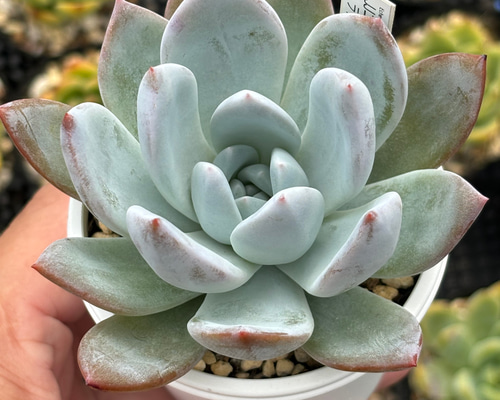 b64960761eabd8eef0fb0ce603ae7a