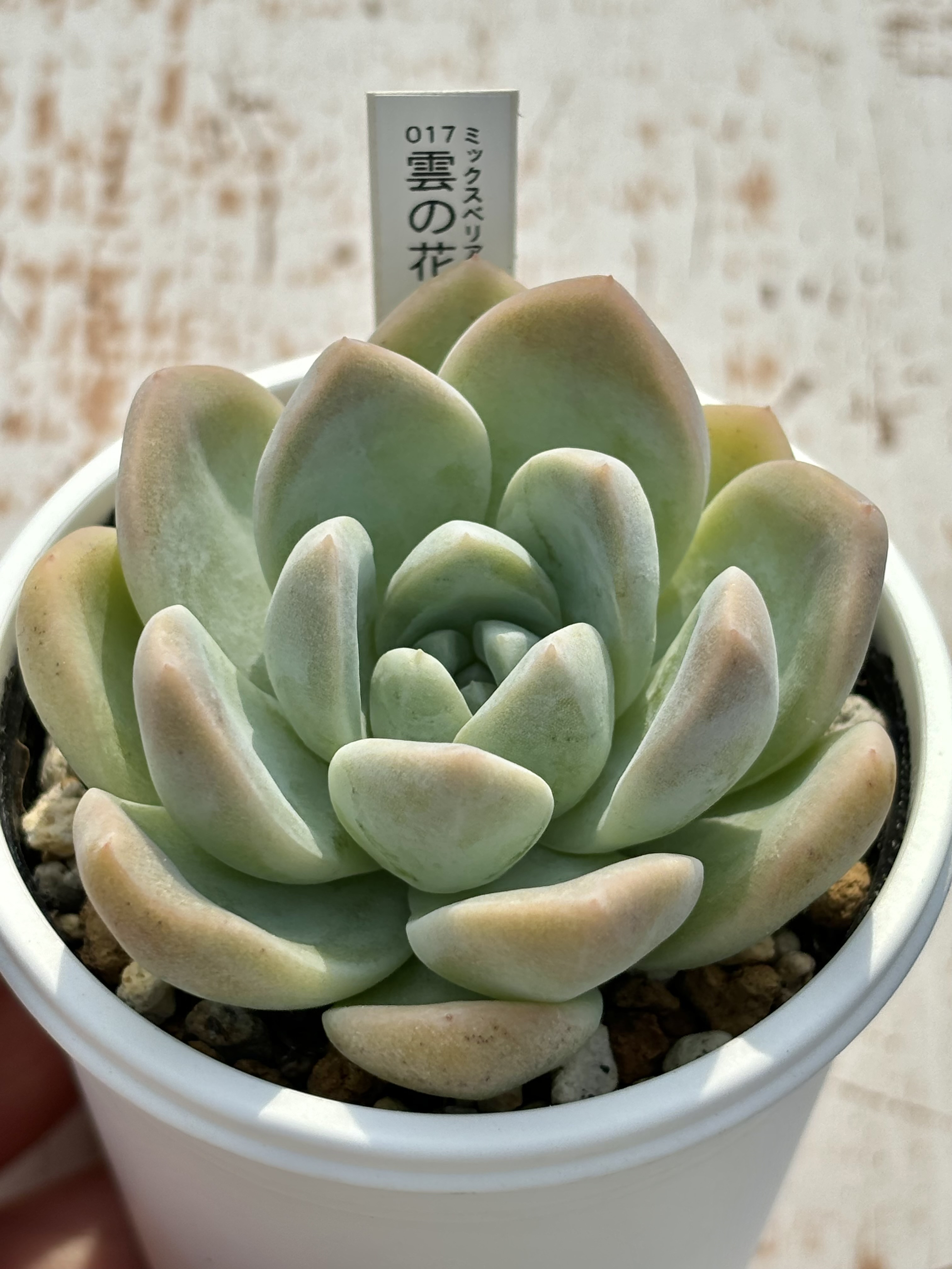 雲の花美苗♡ おらいさんミックスベリア