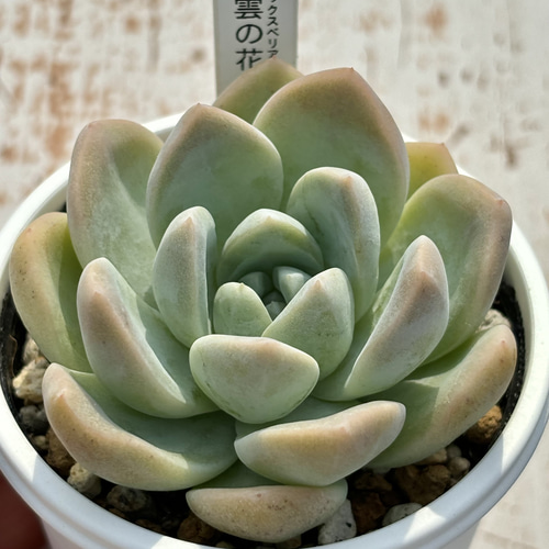 雲の花』3番 おらいさん苗 エケベリア 多肉植物 （GWセール お