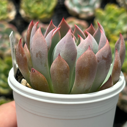 人気レア品種！☆赤鬼 多肉植物 自家栽培 国産 多肉植物 美✴︎taniku