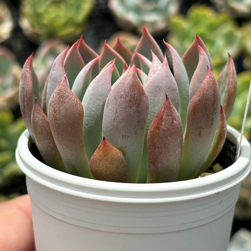 人気レア品種！☆赤鬼 多肉植物 自家栽培 国産 多肉植物 美✴︎taniku