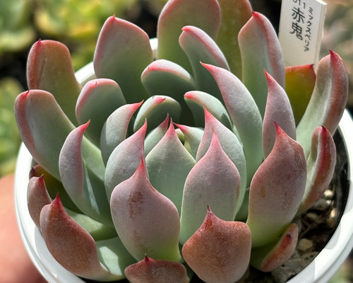 人気レア品種！☆赤鬼 多肉植物 自家栽培 国産 多肉植物 美✴︎taniku