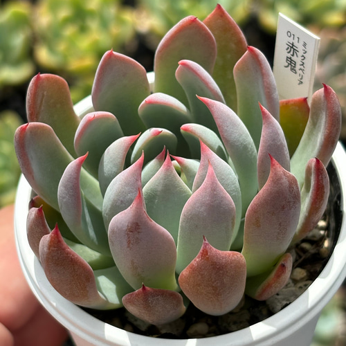 赤と緑の多肉植物*3 赤と緑の多肉植物*3 赤と緑の多肉植物*3 85f1a710657e66724381de8dfa01c8