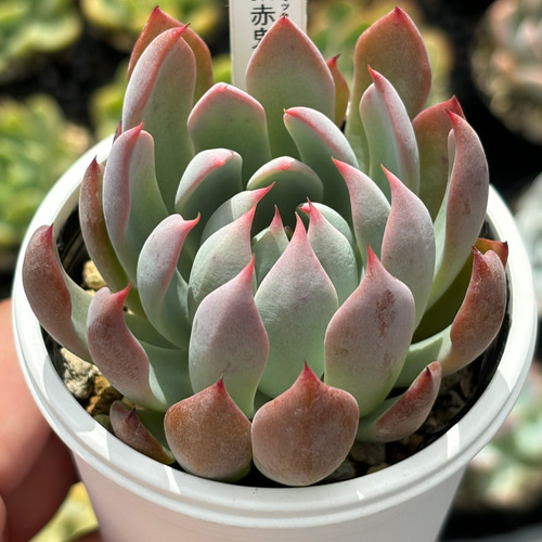 多肉植物　コノフィツム　赤鬼 人気レア品種！☆赤鬼 多肉植物 自家栽培 国産 多肉植物 美✴︎taniku