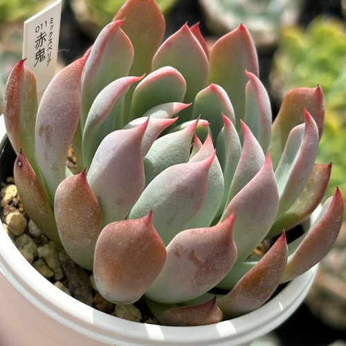 人気レア品種！☆赤鬼 多肉植物 自家栽培 国産 多肉植物 美✴︎taniku