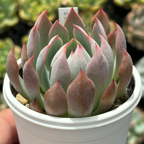 多肉植物　コノフィツム　赤鬼 人気レア品種！☆赤鬼 多肉植物 自家栽培 国産 多肉植物 美✴︎taniku